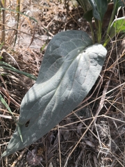 Cynoglossum officinale