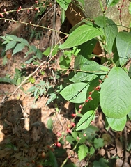 Persicaria filiformis