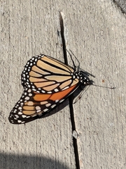 Danaus plexippus