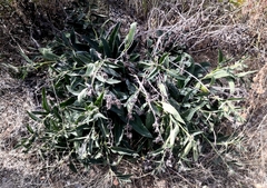 Cynoglossum officinale