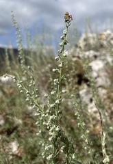 Artemisia alba