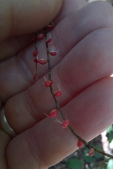 Persicaria filiformis