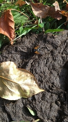 Mesembrina meridiana
