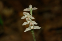 Goodyera schlechtendaliana