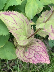 Solidago flexicaulis