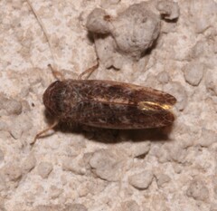 Allygidius atomarius