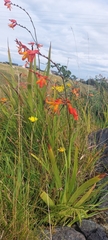 Crocosmia