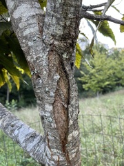 Cryphonectria parasitica