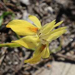 Moraea gawleri