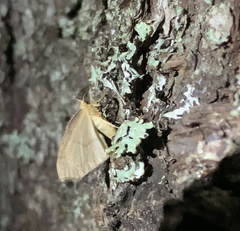 Lambdina fiscellaria