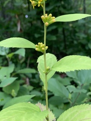 Solidago flexicaulis