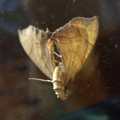 Eulithis diversilineata