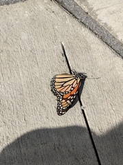 Danaus plexippus