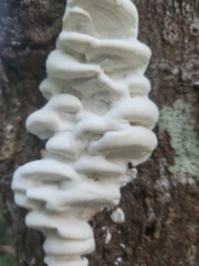 Climacodon septentrionalis