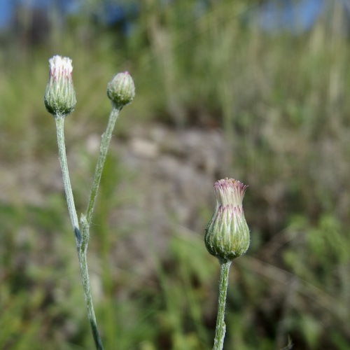Cochise Horseweed (Laennecia eriophylla)