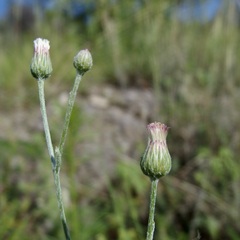 Laennecia eriophylla