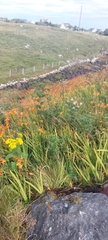 Crocosmia