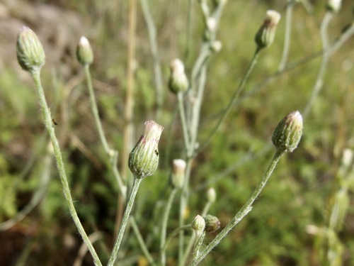Image of Laennecia eriophylla by (c) Sue Carnahan, some rights reserved (CC BY)