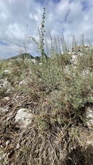 Artemisia alba