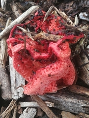 Clathrus ruber