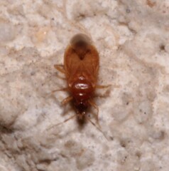 Anthocoridae
