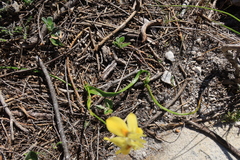 Moraea gawleri