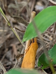Virbia aurantiaca