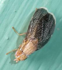 Eutreta noveboracensis