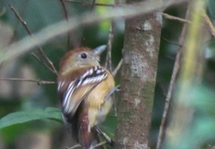 Thamnophilus pelzelni