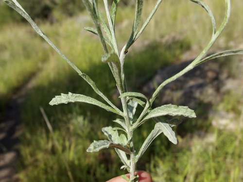 Image of Laennecia eriophylla by (c) Sue Carnahan, some rights reserved (CC BY)