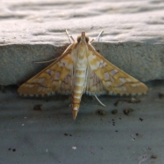 Epipagis fenestralis