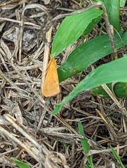 Virbia aurantiaca
