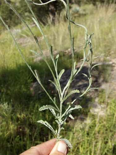 Image of Laennecia eriophylla by (c) Sue Carnahan, some rights reserved (CC BY)