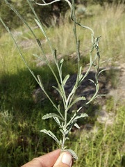 Laennecia eriophylla