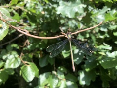 Lestidae