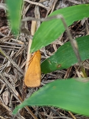Virbia aurantiaca
