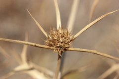 Eryngium