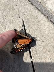 Danaus plexippus