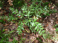 Ruscus aculeatus