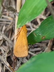 Virbia aurantiaca