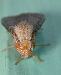 Eutreta noveboracensis