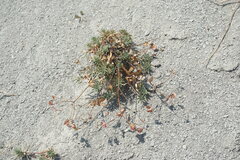 Euphorbia petrophila