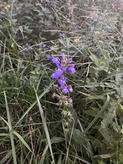 Lobelia siphilitica