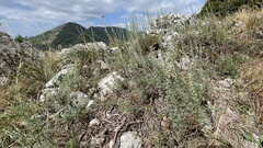 Artemisia alba
