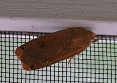 Abagrotis cupida