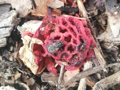 Clathrus ruber