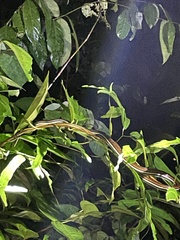 Dendrelaphis caudolineatus