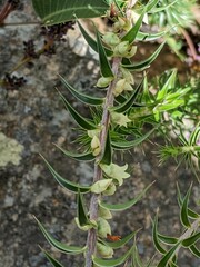 Melichrus urceolatus