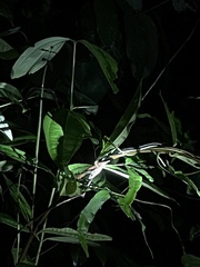 Dendrelaphis caudolineatus