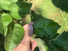 Malus coronaria